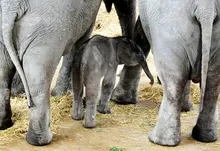 baby animals elephants 1500x860 wallpaper Art HD Wallpaper